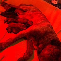 Cane Corso Puppies from Caneolina Corso Kennel