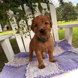 Maroon Girl - Dark golden female Golden Retriever puppy in Maysville, North Carolina from Gold Rush Retrievers