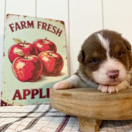 Honey - Red tri-color female Australian Shepherd puppy in Kearney, Nebraska from Helix Aussies