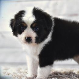 Toy Australian Shepherd Puppies from Double M Toy and Mini Aussies