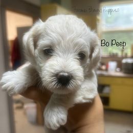 Bo Peep - White female Schnoodle puppy in Sedalia, Missouri from Farmer Brown's Puppies
