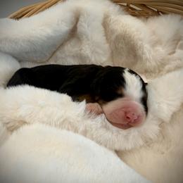 Ace - Black rust and white male Bernese Mountain Dog puppy in Idaho from Bernese By Barzees