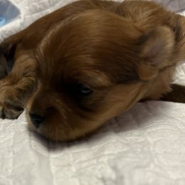 Girl 1 - Chocolate Morkie puppy in St. Louis, Missouri from Derisha's Morkies