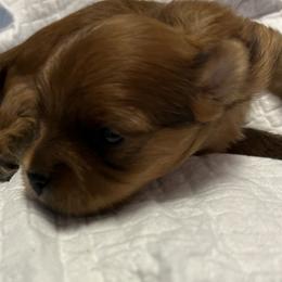 Girl 1 - Chocolate Morkie puppy in St. Louis, Missouri from Derisha's Morkies