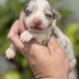 Maple - Blue merle and white female American Corgi puppy in Tishomingo, Mississippi from Magnolia Trace Corgis