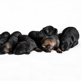 VEYDRA - Black female German Shepherd puppy in Coarsegold, California from Yosemite Shepherds