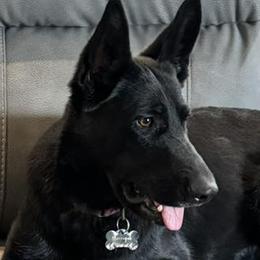 Morrigan - German Shepherd