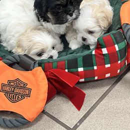 Cream - Gold and white female Shih Tzu puppy in Mobile, Alabama from Emmy’s Yorkies  Shorkies and Shihtzu