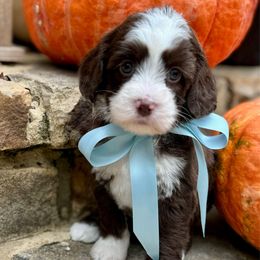 Linus - Chocolate male Australian Labradoodle puppy in Trussville, Alabama from Cahaba Doodles