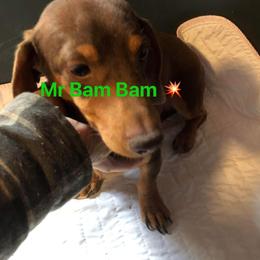Bam bam - Dachshund