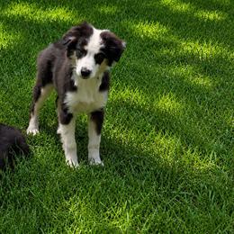 Baylen - Black tri female Miniature Australian Shepherd puppy in Florida from All Champions Mini Aussies & ABW Great Danes