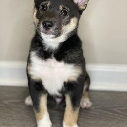 Shiba Inu Puppies from Shiba Inu Loving Care