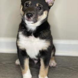 Shiba Inu Puppies from Shiba Inu Loving Care