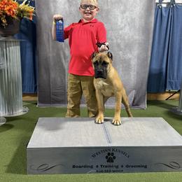 Astro - Fawn female Cane Corso puppy in Russellville, Missouri from Soaring Royalty Canines LLC