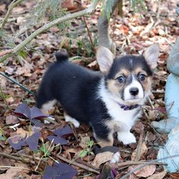 Pembroke Welsh Corgi Puppies from Crown AB Farms Pembroke Welsh Corgis