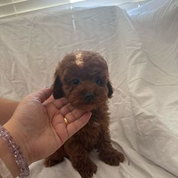 Grape(AKC) - Red  female Poodle puppy in Moreno Valley, California from Yanni's Poodle