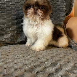 Girl 2 - Lilac female Shih Tzu puppy in Dallas, Texas from A Sassy Soul Shih-Tzu