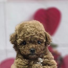 Maltipoo and Poodle Puppies from Maltipoos SD