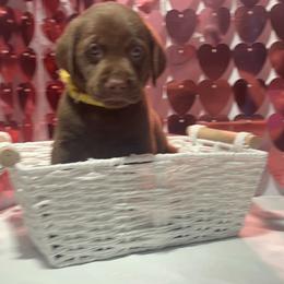 AKC Sarge - Chocolate male Labrador Retriever puppy in Elgin, South Carolina from Silver Bells Paw Prints