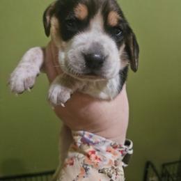 Boy 2 - Brown white and tan male Beagle puppy in Santa Margarita, California from S&R Ranch