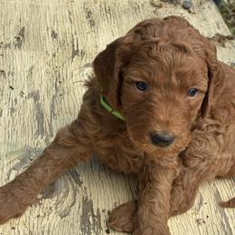 Goldie - Caramel red female Labradoodle puppy in Montrose, Colorado from Ithilien Labradoodles