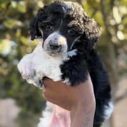 Bastien - Brindle male Poodle puppy in Corona, California from Garden Of Poodles