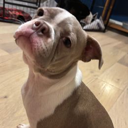 MaiTai - Lilac female Boston Terrier puppy in Anderson, South Carolina from Lola’s House of Bostons & Rescue