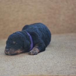 Purple collar female - Phantom female Bernedoodle puppy in Scottsboro, Alabama from Dixie Land Doodles