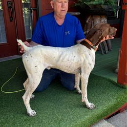 Jared - White and liver male German Shorthaired Pointer puppy in Morgantown, Indiana from Kevin Funkhouser Kennel