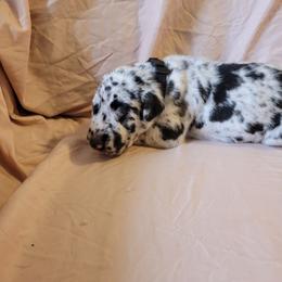 Cane Corso and Great Dane Puppies from RC RANCH GREAT DANES