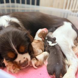 Cavalier King Charles Spaniel puppies from Blooming Cavaliers
