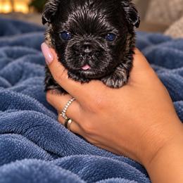 Lil Venom - Black male French Bulldog puppy in Maplewood, New Jersey from Poos&Bulls Keepsake