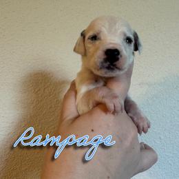Rampage - White and black male Dalmatian puppy in Mount Vernon, Missouri from Spots & Spirals