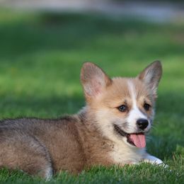 Venture - Red male Pembroke Welsh Corgi puppy in Morgantown, Pennsylvania from Goldstar Puppies (License Number 18519)