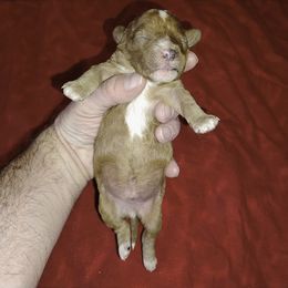 Dash - Red male Cavapoo puppy in Spanish Fork, Utah from Sugar Doodles Pups