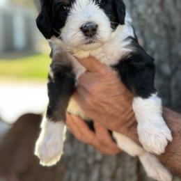 Lotus - Tri-color male Bernedoodle puppy in El Campo, Texas from Little Fur Friends Bernedoodles