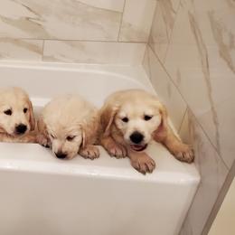 Golden Retriever Puppies from Prim's Golden Retrievers