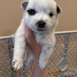 Shishito - Blue male Australian Cattle Dog puppy in Ellensburg, Washington from Boondock Bandits