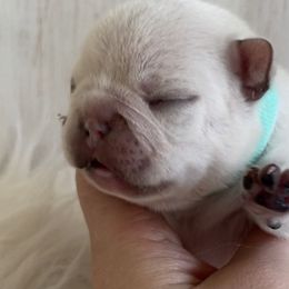 French Bulldog Puppies from Alyssa Twichell