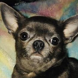 Chihuahuas from Chihuahua casa