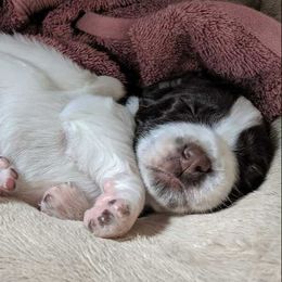Drentsche Patrijshond and Spinone Italiano Puppies from Two Gun Kennels