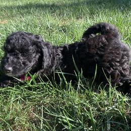 Bernedoodle Puppies from Birdies Mini Bernedoodles