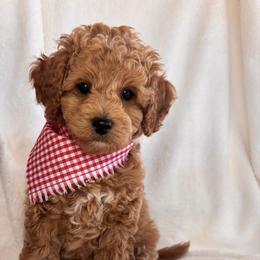 Otto - Red and white male Cockapoo puppy in Saint Cloud, Florida from Lakeside Cockapoos