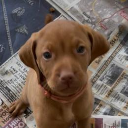 Peep - Golden rust female Vizsla puppy in Old Town, Florida from Foxfire Vizslas