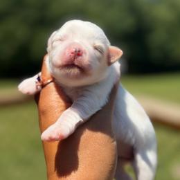 Glory - Parti female Miniature Schnauzer puppy in Dorr, Michigan from Enchanted Paws