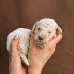 Buoy - Cream male Poodle puppy in Midwest City, Oklahoma from Strawberry Hill Puppy Patch