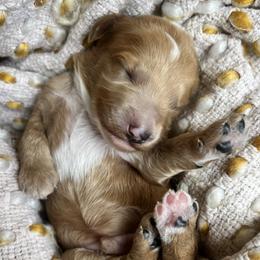 Croissant is brown collar male from Stroodles Bake Sale litter - Apricot male Goldendoodle puppy in Hamilton, Montana from Stroodles Doodles