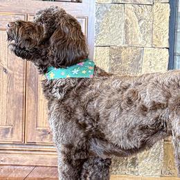Portuguese Water Dogs from Melissa Wagle
