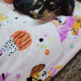 Dachshund Puppies from CLARK'S BREEDING PROGRAM