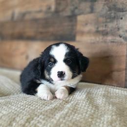 Cashew - Black tri female Miniature Australian Shepherd puppy in Killen, Alabama from Wilkers Wholehearted Mini Aussies